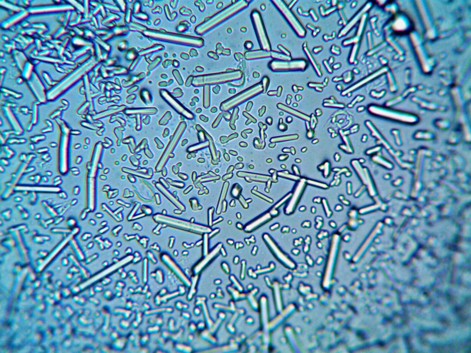 Imagen microscópica abstracta de cristales alargados sobre fondo azul, sin personas ni texto