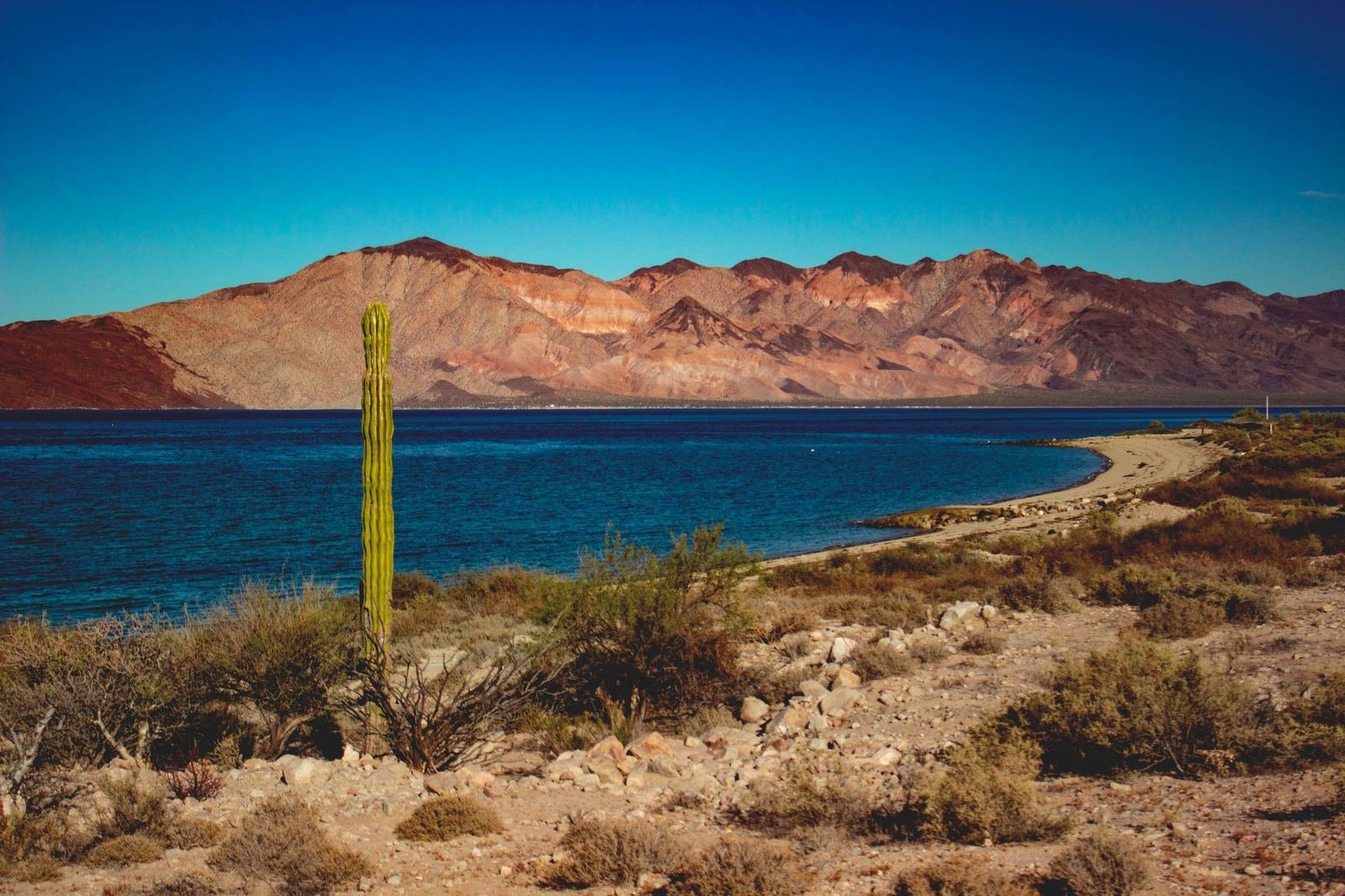 Un cardón solitario a la orilla del mar frente a montañas áridas bajo un cielo azul intenso, paisaje de Baja California sin personas