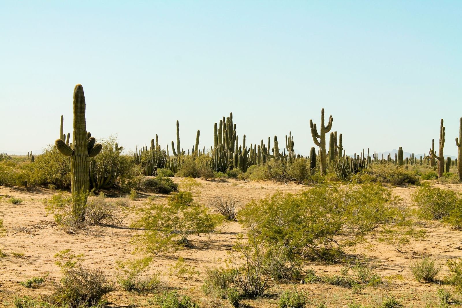 Cactáceas altas y matorral en el desierto sonorense bajo un cielo despejado, sin personas