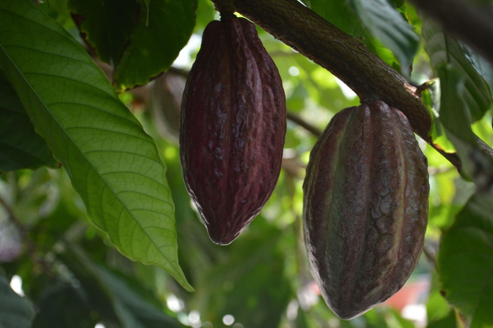 Dos mazorcas de cacao maduras colgando de una rama entre hojas verdes, cultivo emblemático de Tabasco, sin personas
