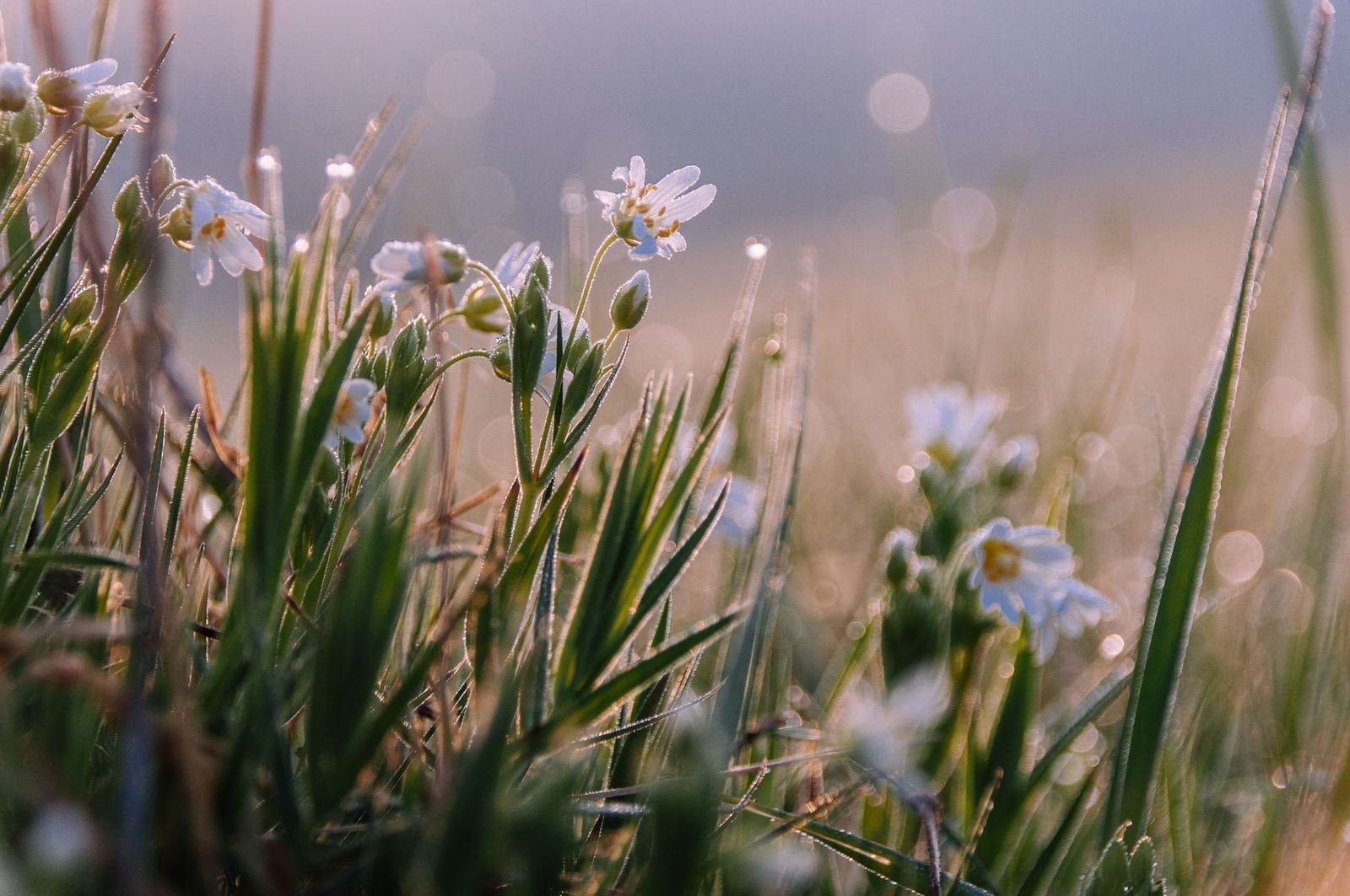 Pequeñas flores blancas entre hierba cubierta de rocío al amanecer, con luz suave y fondo desenfocado, sin personas ni texto