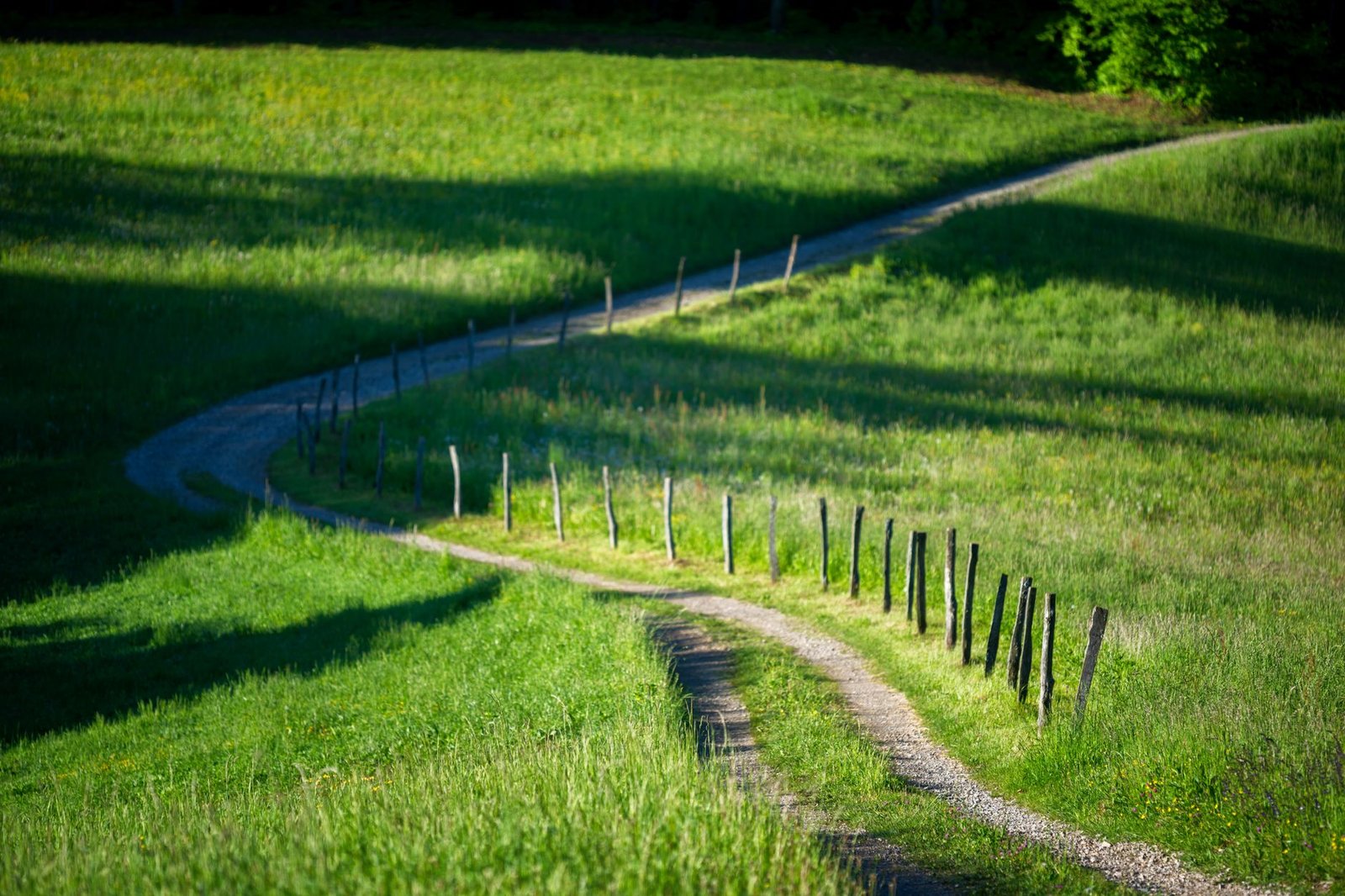 Un camino de terracería serpentea entre prados verdes iluminados por el sol de la tarde, sin personas
