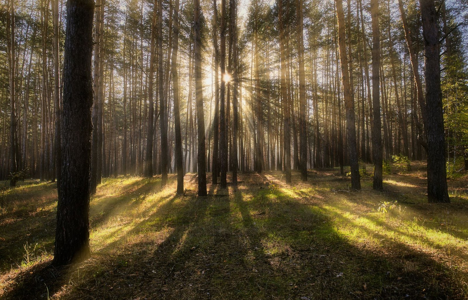 Rayos de sol atravesando un bosque de pinos en la mañana, sin personas