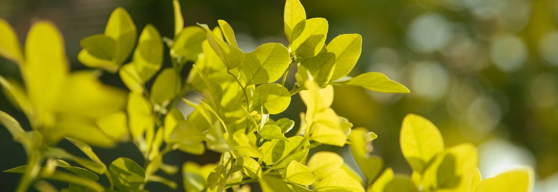 Hojas verdes iluminadas por el sol, de cerca, con fondo desenfocado