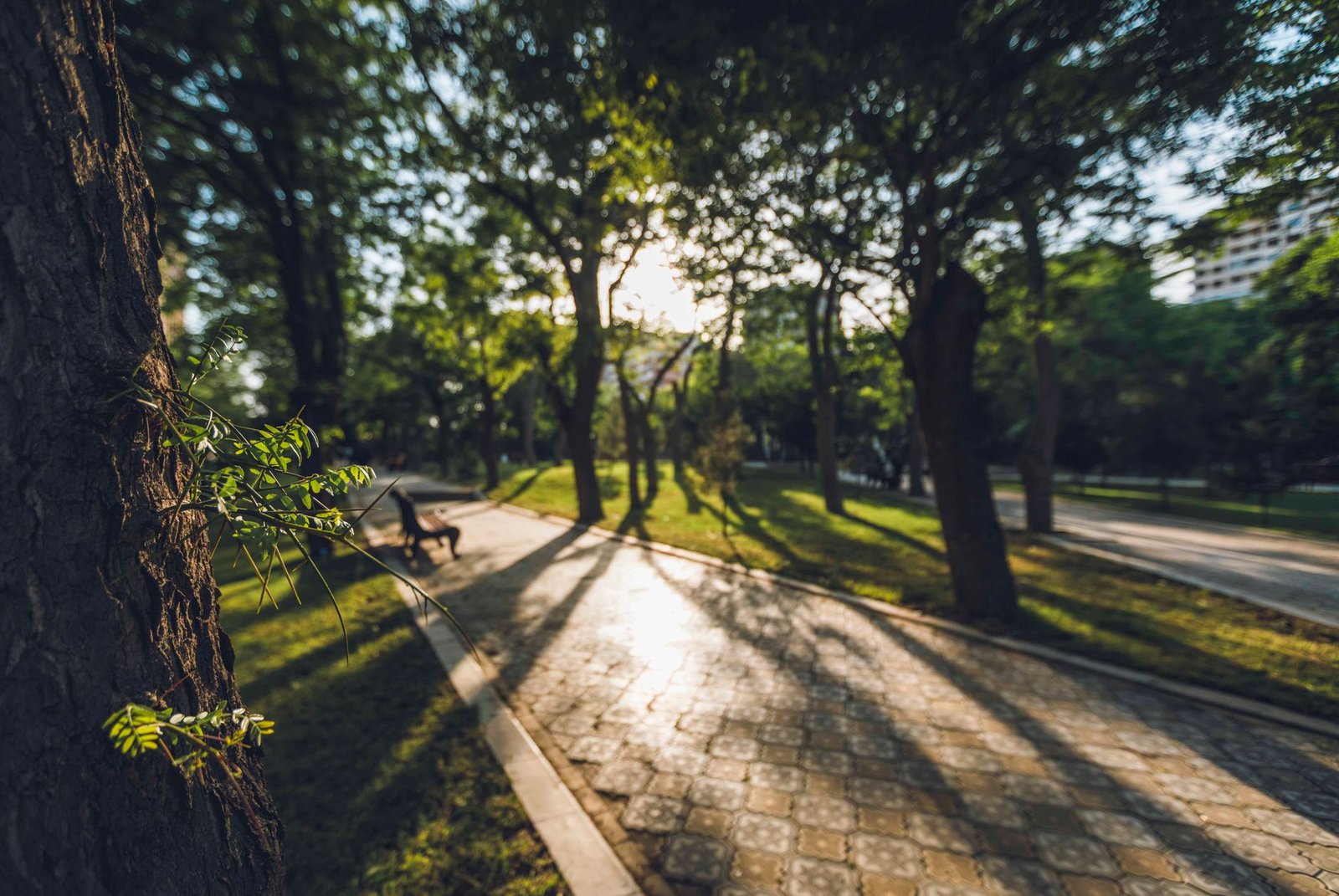 Un camino empedrado en un parque público con árboles y luz de sol filtrándose entre las hojas, sin personas