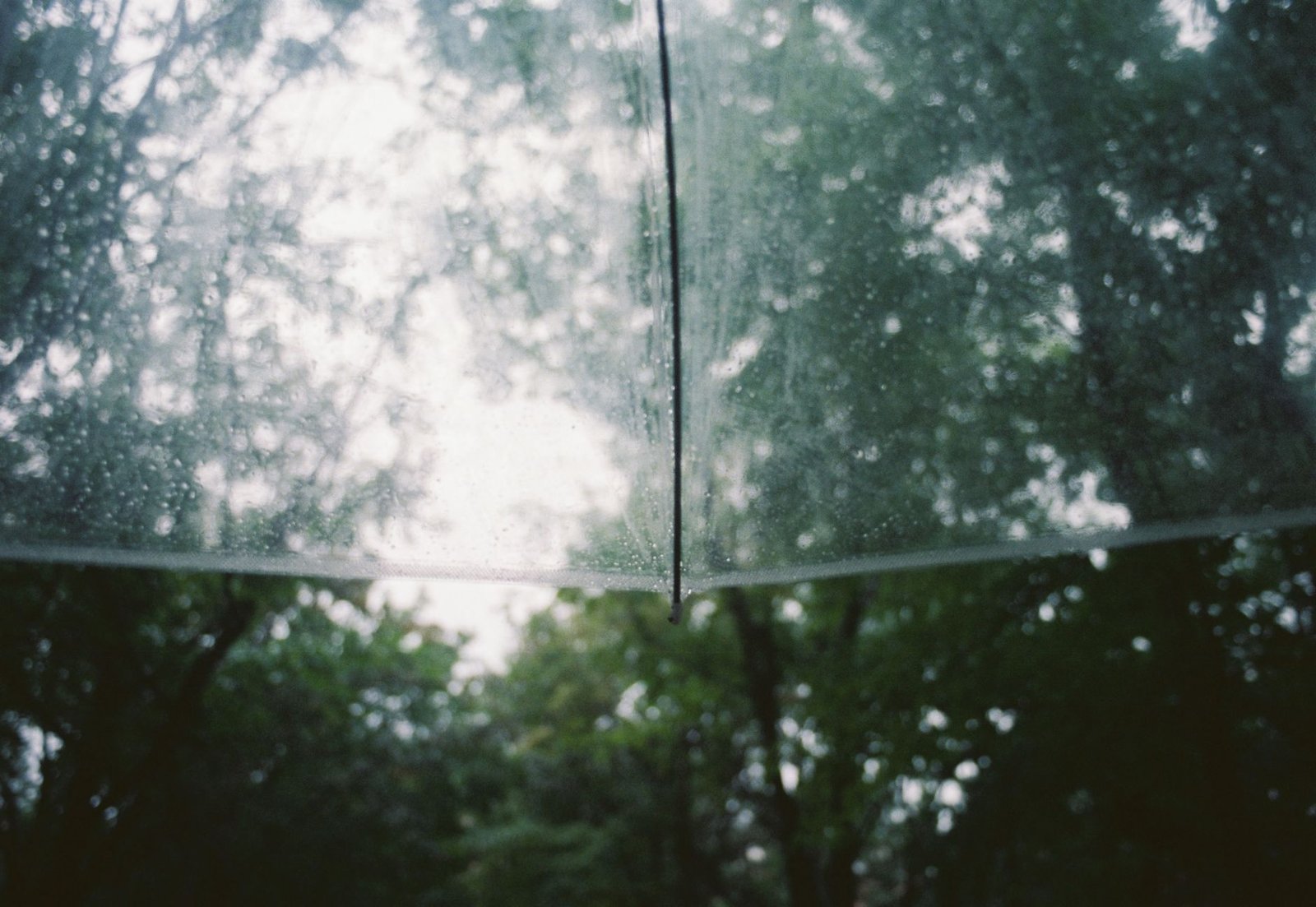Vista desde abajo de un paraguas transparente con gotas de lluvia, con árboles verdes de fondo, sin personas