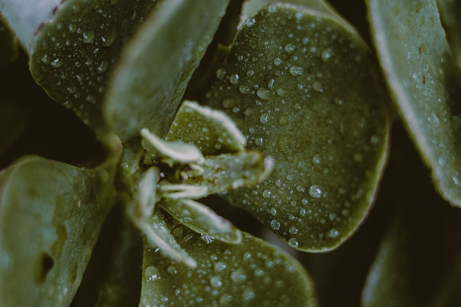 Hojas de una planta suculenta cubiertas de gotas de agua, en primer plano
