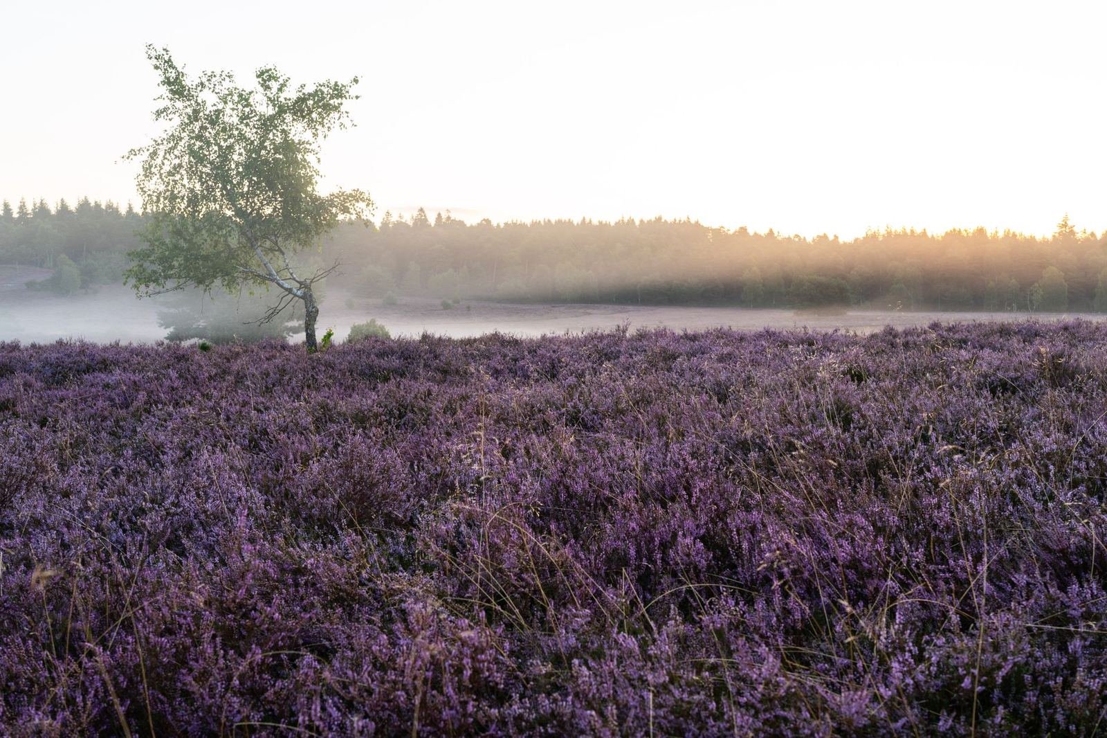 Un campo de brezo morado al amanecer con neblina baja y un árbol solitario, sin personas ni texto